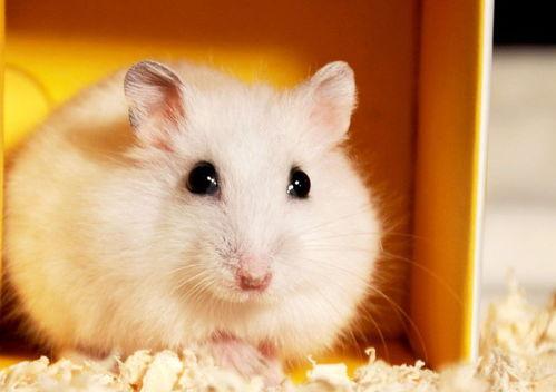 鼠鼠文学娱乐吃瓜酱,娱乐吃瓜酱带你领略网络文学新潮流